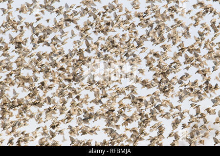 Onguma Game Reserve è una riserva privata al confine orientale del Parco Nazionale di Etosha che offre splendidi paesaggi aridi e ottima fauna selvatica Foto Stock