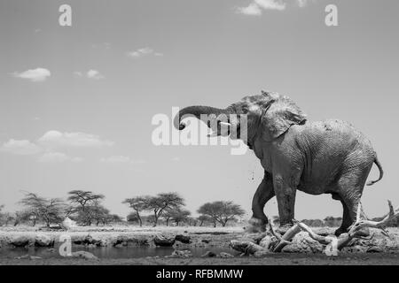 Onguma Game Reserve è una riserva privata al confine orientale del Parco Nazionale di Etosha che offre splendidi paesaggi aridi e ottima fauna selvatica Foto Stock