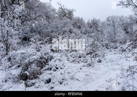 Inverno in Corrales, Nuovo Messico bosque (River Forest), guardando ad est verso Sandia Mountains Foto Stock