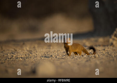 Onguma Game Reserve è una riserva privata al confine orientale del Parco Nazionale di Etosha che offre splendidi paesaggi aridi e ottima fauna selvatica Foto Stock