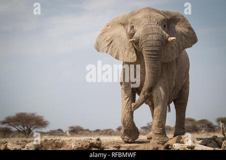 Onguma Game Reserve è una riserva privata al confine orientale del Parco Nazionale di Etosha che offre splendidi paesaggi aridi e ottima fauna selvatica Foto Stock