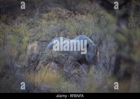 Onguma Game Reserve è una riserva privata al confine orientale del Parco Nazionale di Etosha che offre splendidi paesaggi aridi e ottima fauna selvatica Foto Stock