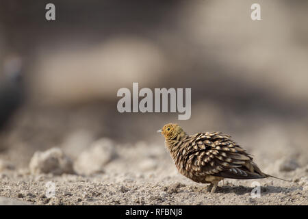 Onguma Game Reserve è una riserva privata al confine orientale del Parco Nazionale di Etosha che offre splendidi paesaggi aridi e ottima fauna selvatica Foto Stock