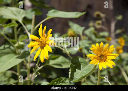 Luminoso giallo fiore closeup nella luce del sole in piena fioritura. Foto Stock