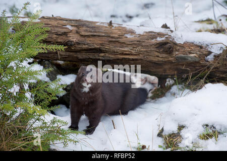 Captive American visoni (Neovison vison) in inverno vicino Haines Alaska Foto Stock