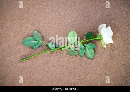 Singola bianca rose, un offerta a Yemanja, Dea delle acque, lavaggi fino sulla sabbia rossa a riva della spiaggia di Rio Vermelho, Salvador, Bahia Brasile Foto Stock