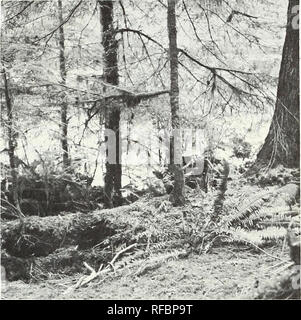 . La germinazione e la rapida crescita delle zone costiere specie arboree sulle sementi organico letti. La germinazione e la crescita di alberi. nelle zone costiere Oregon, sono stati trovati su log (fig. 1). Sia la piantina e maturare la cicuta e Sitka Spruce alberi con entrambi i nuclei solidi e le anime in diverse fasi di decadimento figura 1. -Tre hemlocks cresce su un completamente registro marcio. La più piccola piantina a sinistra (radici esposte) è di 18 anni e 2 metri di altezza. La struttura centrale è a 8 centimetri d.b.h., e il grande albero a destra è di sessanta centimetri d.b.h. Registri su cui le piantine sono state crescendo sono stati confrontati con la circondano- ing forest floor per dissuadere Foto Stock