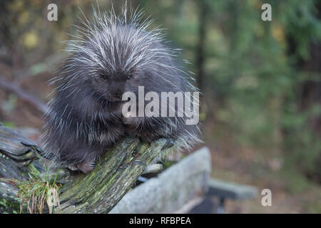 Captive porcupine mangiando un ramo di abete vicino Haines Alaska Foto Stock