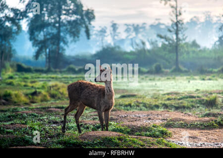 Piccoli cervi camminare su terreni fangosi prateria a foschia mattutina durante il Sunrise. Il cervo è priva di corna di cervo Foto Stock
