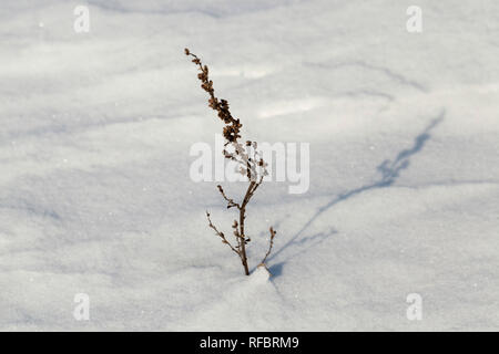 Impianto a secco con incollaggio di neve in inverno, dopo l'ultima nevicata, frosty meteo Foto Stock