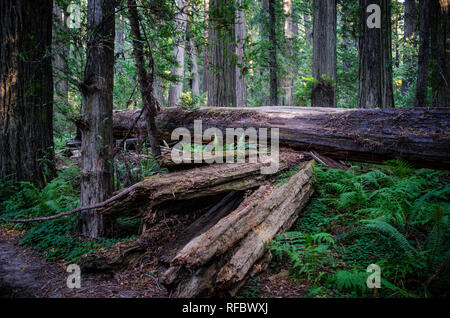 Fondatori Grove lungo il viale dei giganti in Humboldt County in California con giganteschi alberi di sequoia Foto Stock