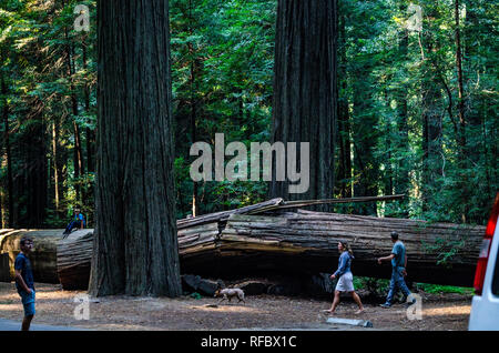 Fondatori Grove lungo il viale dei giganti in Humboldt County in California con giganteschi alberi di sequoia Foto Stock