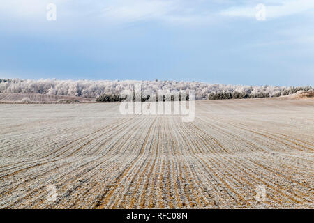 Lunghi filari di gelo-coperto il grano su un campo agricolo in un gelo, frost alberi in background, tempo soleggiato Foto Stock