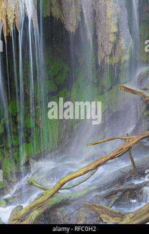 In aggiunta alle grandi escursioni e campeggio, la bella Gorman Falls sono la principale attrazione a Colorado Bend State Park nel Texas centrale, STATI UNITI D'AMERICA. Foto Stock