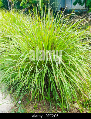 La citronella o Lapine o la citronella o ovest indiano o Cymbopogon citratus furono piantati sul terreno. È un arbusto, le sue foglie sono lunghi e sottili g Foto Stock