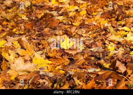 Scesi dalla luce del sole-lit chiome di alberi decidui, il territorio del Parco in autunno nella soleggiata clima caldo Foto Stock