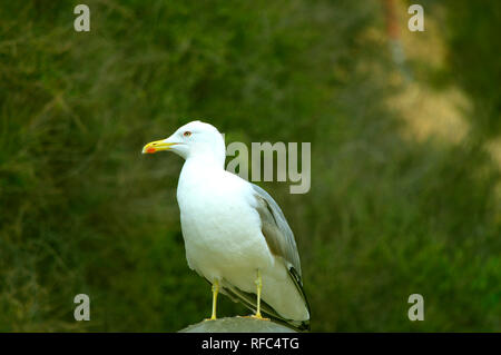 Aringa gull nome latino Larus argentatus Foto Stock