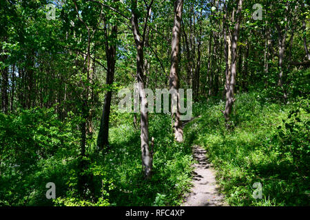 Una via attraverso un pennello Hill nella Riserva Naturale del Princes Risborough, Buckinghamshire, UK. Foto Stock