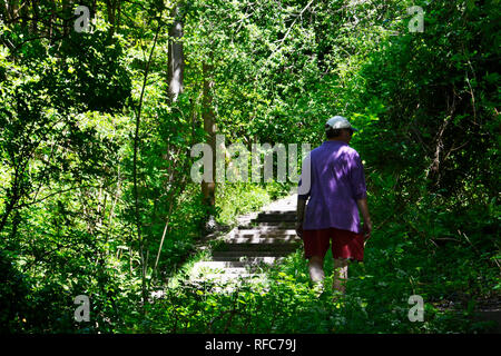 Uomo fasi ascendenti attraverso un pennello Hill Riserva Naturale, Princes Risborough, Buckinghamshire, UK. Foto Stock