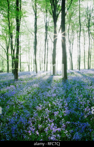 Un tappeto di bluebells (Endimione nonscriptus) in faggio (Fagus sylvatica) bosco, Micheldever boschi, Hampshire, Inghilterra, Regno Unito Foto Stock
