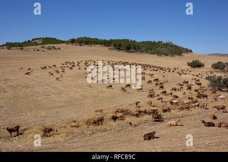 Andalusa di allevamento di capre in Cabo de Gata-Níjar parco naturale, Almeria, Andalusia, Spagna Europa Foto Stock