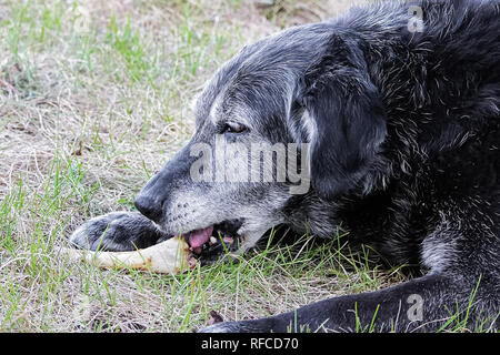 Un senior prodotti da masticare per cani su un osso in th erba. Foto Stock