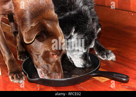 Due cani leccare fuori un cast padella di ferro sul pavimento. Foto Stock