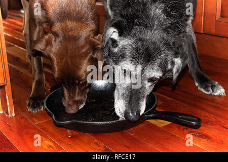 Due cani leccare fuori un cast padella di ferro sul pavimento. Foto Stock