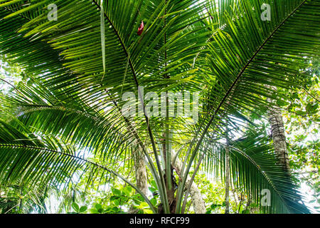 Una foto di foglie di palmo in una giungla litoranea di Costa Rica Foto Stock