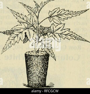 . La molla del 1897 : semi-annuale degli scambi elenco di Rumson &AMP; Monmouth vivai. Vivaio New Jersey Little Silver Cataloghi Cataloghi di frutta; gli alberi piantine cataloghi; arbusti cataloghi; fiori Semi cataloghi. Uva bianca, 2 anni). THElfiVETT Ca la prima piccola frutta noto, la maturazione in anticipo della fragola. Si suppone di essere un essere ibrido- tween un giapponese specie di lampone e la Cuthbert ed è stato prodotto da Luther Burbank California. Non solo è nuovo ma decisamente prezioso, e particolarmente interessante nel giardino del coltivatore privato. Esso forma un arbusto-come bush bearin Foto Stock