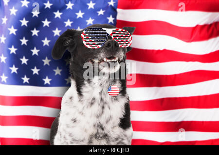 Ritratto di un cane che indossa gli occhiali da sole e badge nella parte anteriore della bandiera americana Foto Stock