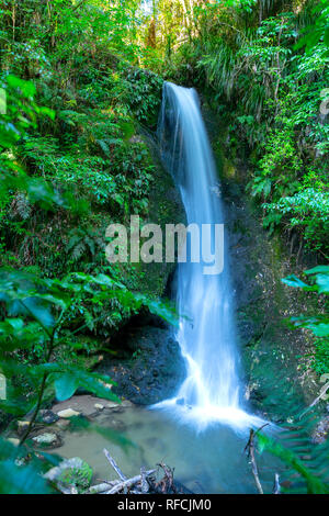 Cascata a Mc Laren Falls Park in esposizione a lungo effetto levigato Foto Stock