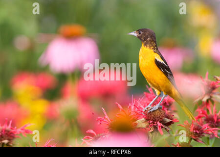 01611-062,20 Baltimore Rigogolo (Icterus galbula) maschio sulla vista giardino Scarlet Bee Balm (Monarda didyma) nel giardino, Marion Co. IL Foto Stock