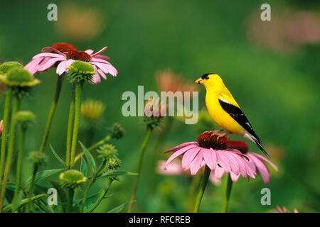 01640-07610 American Cardellino (Carduelis tristis) maschio su Purple Coneflower (Echinacea purpurea) Marion Co. IL Foto Stock