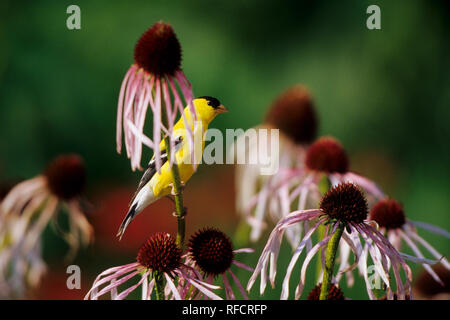 01640-11305 American Cardellino (Carduelis tristis) maschio su viola chiaro Coneflower (Echinacea pallida) Marion Co. IL Foto Stock