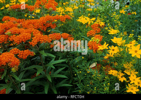 63821-15214 Butterfly Milkweed (Asclepias tuberosa) & filo-leaf Coreopsis 'Golden Showers' (Coreopsis verticillata) Marion Co. IL Foto Stock