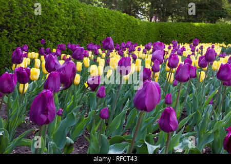 63821-21312 Tulipani (Tulipa 'Negrita" viola e 'strong' Oro giallo) a Cantigny giardini, Wheaton, IL Foto Stock