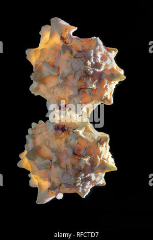 Seashell con sfondo nero e di riflessione Foto Stock