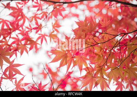 Guardando il coloratissimo giapponese di foglie di acero. Foto Stock