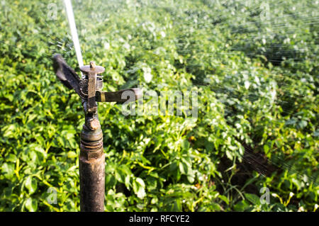 Un cerchio pieno impatto irroratore durante il lavoro su campo verde. Guadiana Prati, Estremadura, Spagna Foto Stock