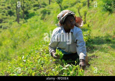 Kandy, Sri Lanka. Raccoglitrice di tè le donne nei campi di tè. Una donna Tamil dello Sri Lanka si rompe le foglie di tè, su plantation dal tradizionale metodo di strappo. Foto Stock