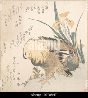 Coppia di anatre di mandarino e iride fiori. Artista: Kubo Shunman (giapponese, 1757-1820). Cultura: il Giappone. Dimensioni: 7 5/8 x 6 3/4 in. (19,4 x 17,1 cm). Museo: Metropolitan Museum of Art di New York, Stati Uniti d'America. Foto Stock