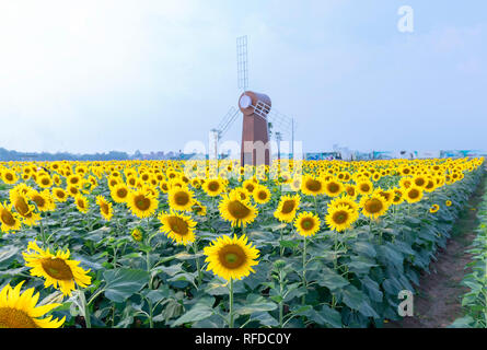 I campi di girasole e decorazione di mulino a vento del giardinaggio armoniosamente armonizzare bellissima e paesaggi tranquilli Foto Stock