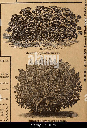 . Moore e Simon sementi della guida per gli acquirenti e prezzi all'ingrosso : mercato giardinieri, fioristi e altri grandi acquirenti. Vivaio di Filadelfia in Pennsylvania cataloghi; semi di ortaggi cataloghi; fiori Semi cataloghi; attrezzi agricoli cataloghi. CUSTOnSRS si prega di notare che i nostri molto liberale speciali su ordinazione ho^Ly pacchetto, a pagina 2. MOMORDICA. (Balsamo da Apple e balsamo da paura.) lussureggiante arrampicatori annuale, con grandi foglie, rendendo fitta ombreggiatura. I fiori sono seguiti da ornamentali, grandi frutti di colore arancione o color rame, quale burst ed esporre un interno di rosso, che è altamente efficace; 15 A Foto Stock