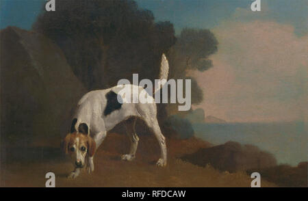 Foxhound. Data/Periodo: ca. 1760. La pittura. Olio su carta prevista sul bordo. Altezza: 146 mm (5.74 in); larghezza: 222 mm (8,74 in). Autore: George Stubbs. Foto Stock