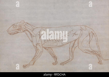 Un confronto esposizione anatomica della struttura del corpo umano con quello di una tigre e un comune Fowl: corpo della tigre, vista laterale. Data/Periodo: 1795 a 1806. Disegno. Grafite e gesso rosso; tergo: grafite su sottile, leggermente strutturata, crema carta intessuta. Altezza: 352 mm (13.85 in); larghezza: 527 mm (20,74 in). Autore: George Stubbs. Foto Stock