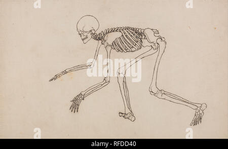 Un confronto esposizione anatomica della struttura del corpo umano con quello di una tigre e un comune Fowl: scheletro umano, vista laterale. Data/Periodo: 1795 a 1806. Disegno. Penna con ferro da stiro gall, inchiostro e grafite di panna, sottile, leggermente strutturata, carta intessuta prevista sulla crema, moderatamente denso, moderatamente testurizzato, carta intessuta. Altezza: 324 mm (12,75 in); larghezza: 473 mm (18.62 in). Autore: George Stubbs. Foto Stock