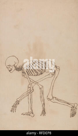 Un confronto esposizione anatomica della struttura del corpo umano con quello di una tigre e un comune Fowl: scheletro umano, vista laterale. Data/Periodo: 1795 a 1806. Disegno. Penna con ferro da stiro gall, inchiostro e grafite; tergo: macchia di inchiostro da un altro disegno di panna, sottile, leggermente strutturata, carta intessuta prevista sulla crema, moderatamente denso, moderatamente testurizzato, carta intessuta. Altezza: 464 mm (18.26 in); larghezza: 314 mm (12.36 in). Autore: George Stubbs. Foto Stock