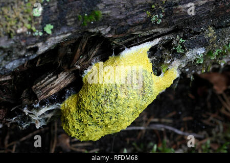 Fuligo septica, comunemente chiamato cane vomito slime stampo, uova strapazzate slime stampo o fiori di tan Foto Stock