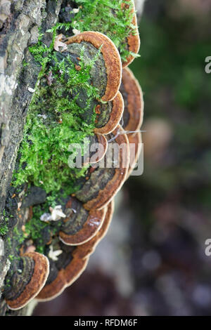 Staffa di salice fungo, Phellinopsis conchata Foto Stock